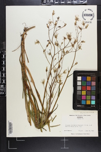 Lactuca graminifolia image