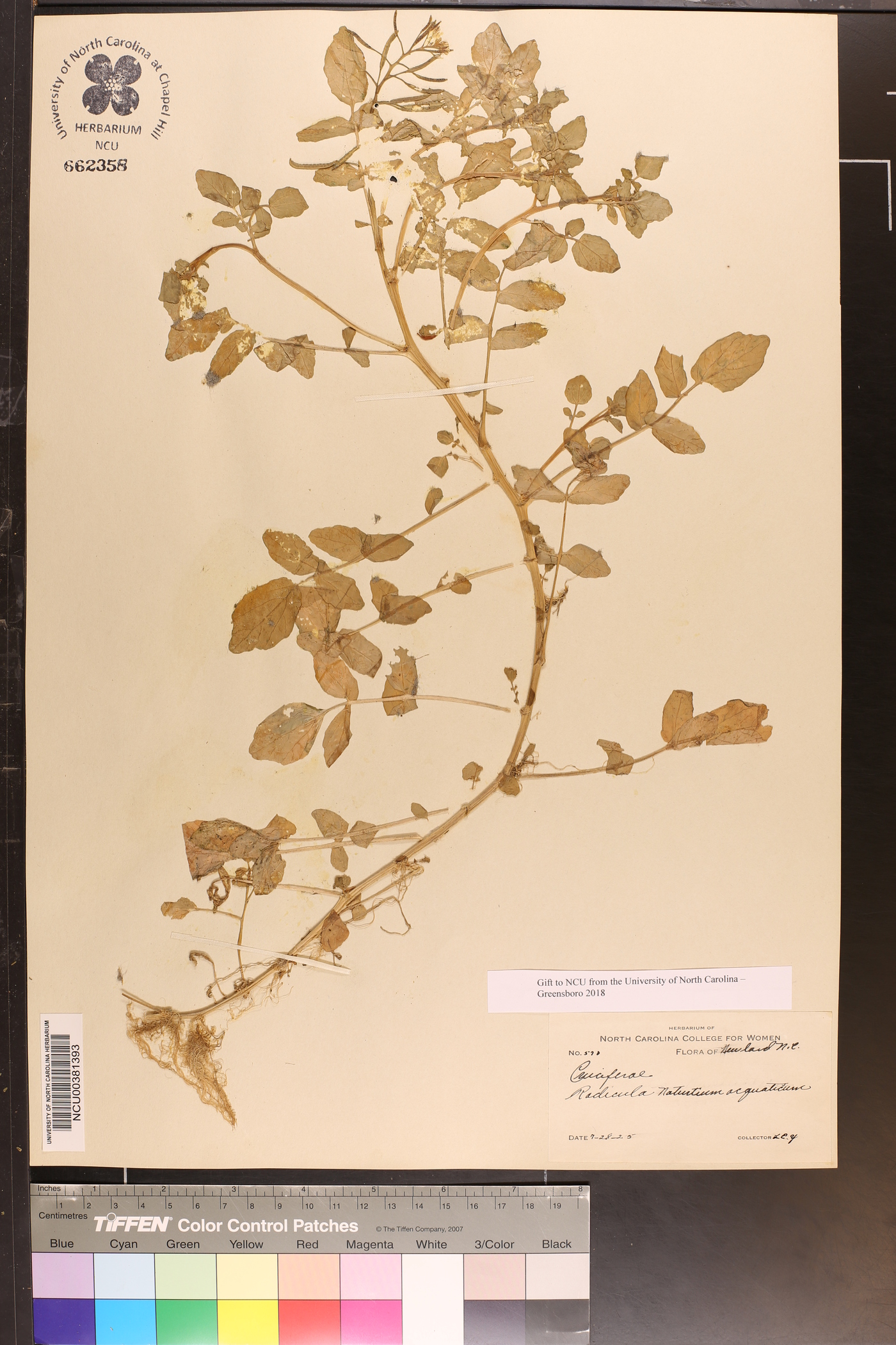 Radicula nasturtium-aquaticum image