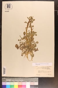 Radicula nasturtium-aquaticum image