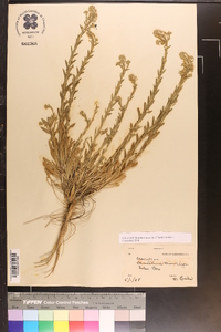 Camelina microcarpa image