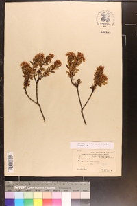 Dendrium buxifolium image