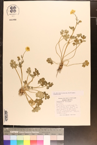 Ranunculus bulbosus image