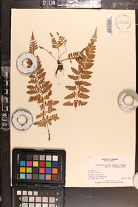 Dryopteris patula image