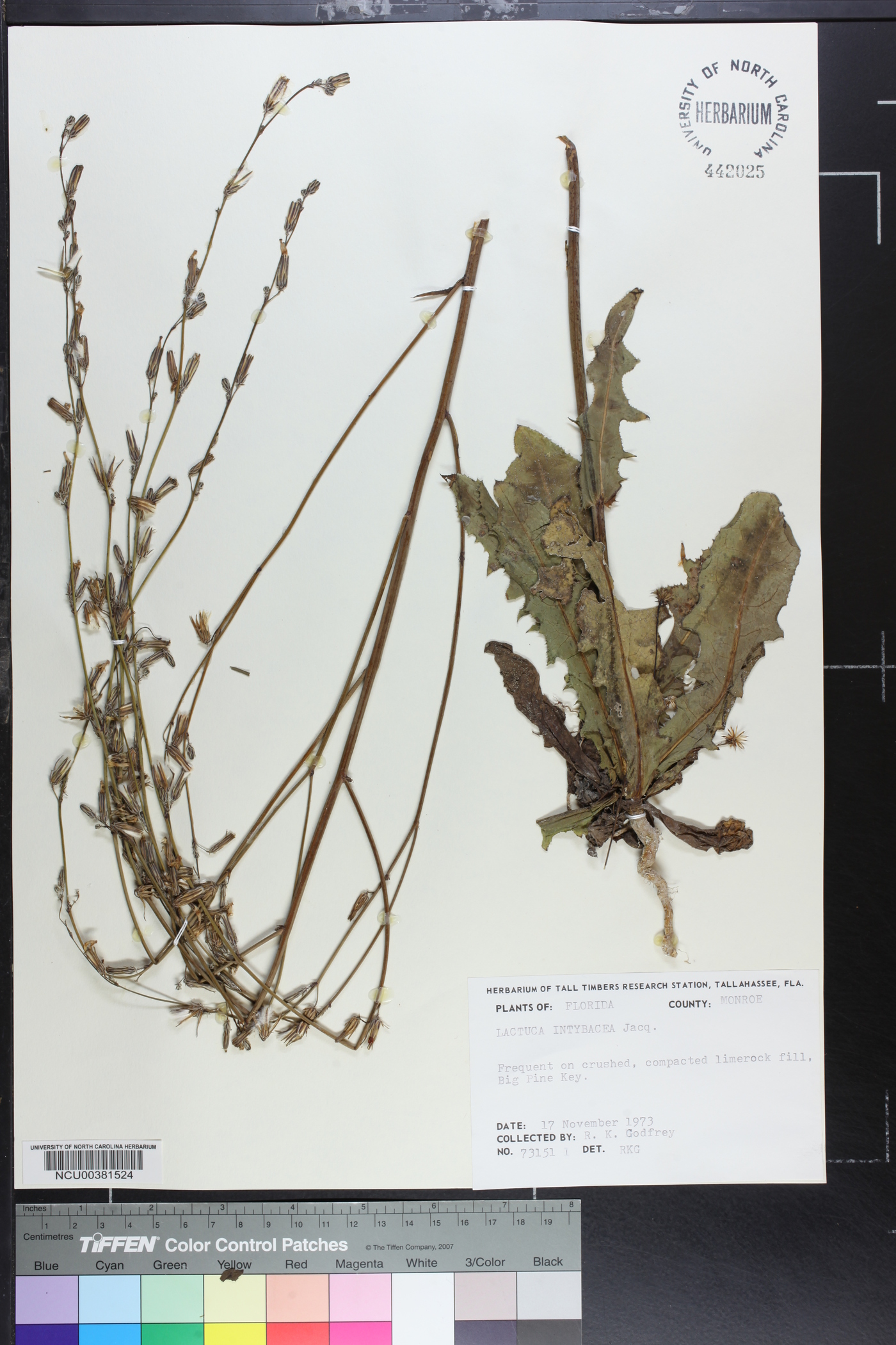 Lactuca intybacea image