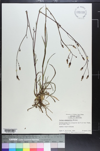 Lactuca graminifolia image