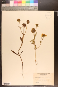 Bidens laevis image