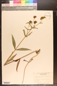 Bidens laevis image