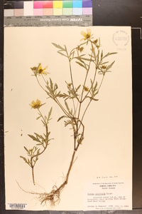 Bidens polylepis image