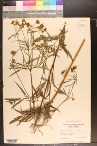 Bidens polylepis image