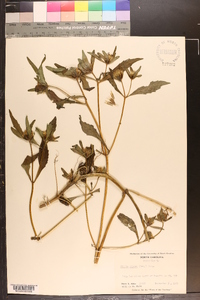 Bidens tripartita image