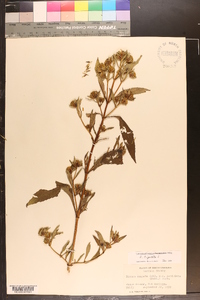 Bidens connata image