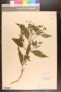 Bidens connata image