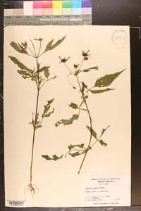 Bidens vulgata image