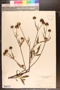 Bidens vulgata image