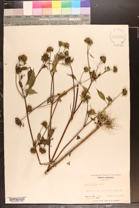 Bidens vulgata image