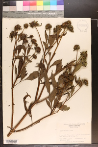 Bidens vulgata image