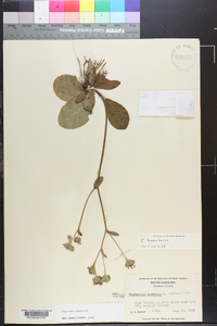 Elephantopus tomentosus image