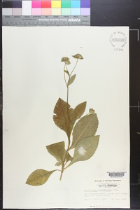 Elephantopus carolinianus image