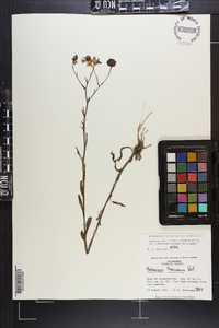 Helenium flexuosum image