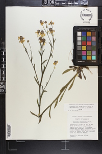 Helenium flexuosum image