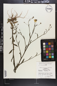 Helenium flexuosum image