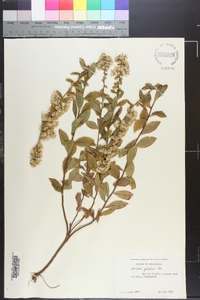 Solidago petiolaris image