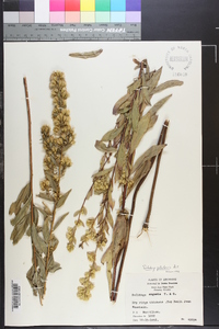 Solidago petiolaris image