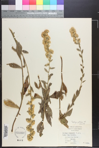 Solidago petiolaris image