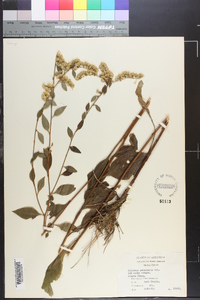 Solidago petiolaris image