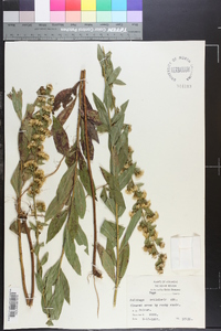 Solidago petiolaris image