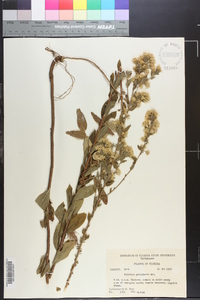 Solidago petiolaris image