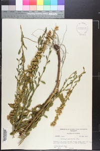 Solidago petiolaris image