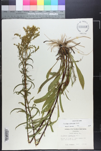 Solidago pinetorum image