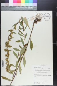 Solidago roanensis image