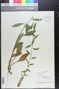 Solidago roanensis image