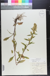 Solidago roanensis image