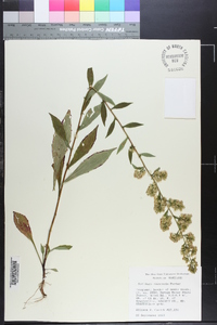 Solidago roanensis image