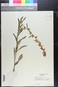 Solidago roanensis image