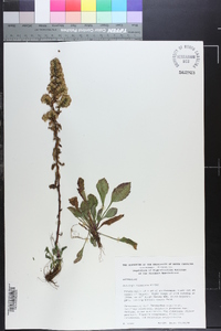 Solidago roanensis image