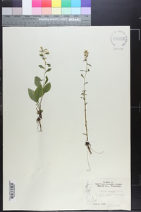 Solidago roanensis image