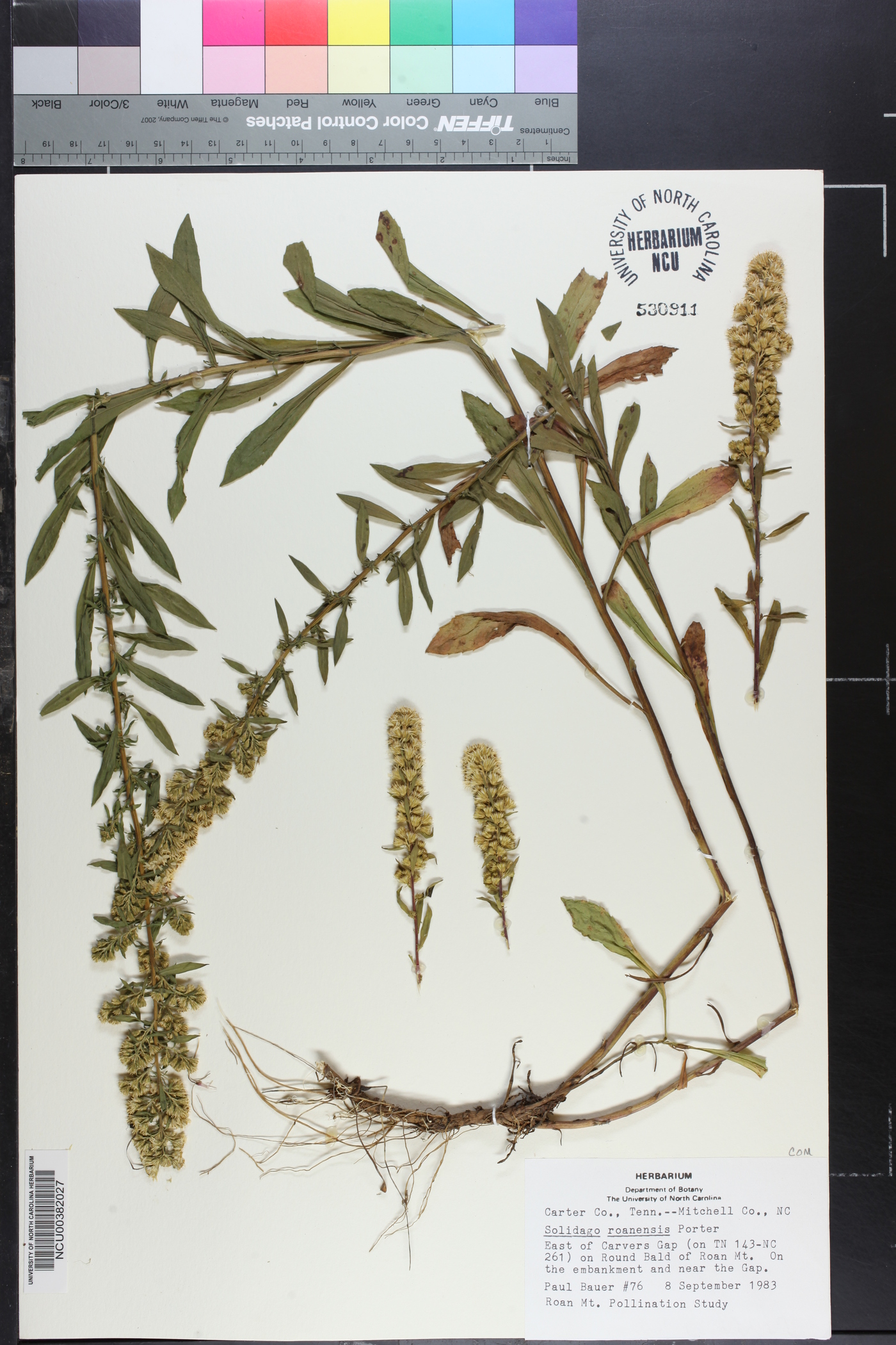 Solidago roanensis image