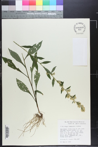 Solidago roanensis image