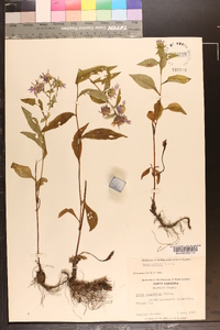 Symphyotrichum retroflexum image