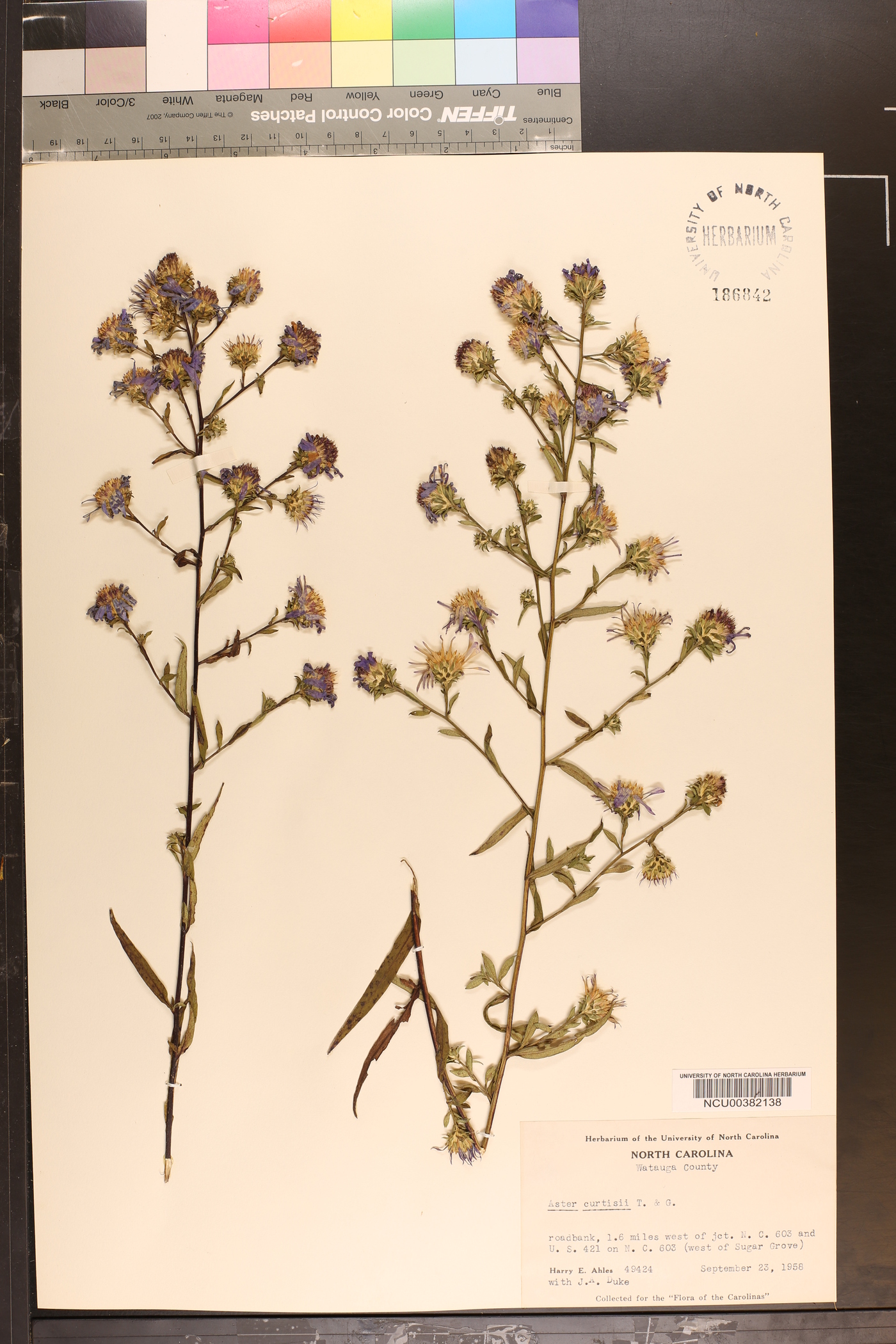 Symphyotrichum retroflexum image