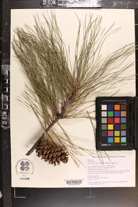 Pinus taeda image