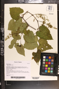 Vitis vulpina image