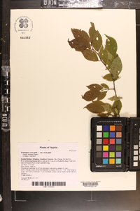 Crataegus crus-galli var. crus-galli image