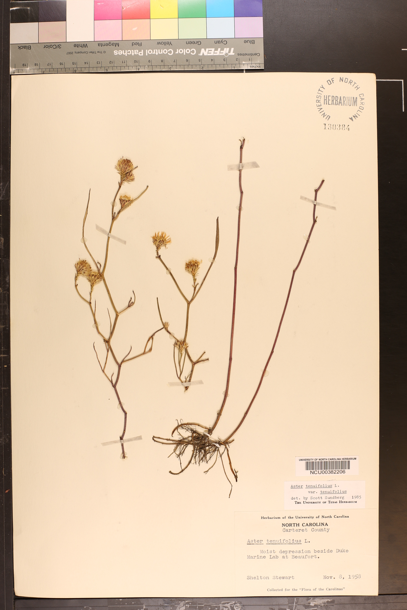 Symphyotrichum tenuifolium image