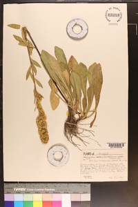 Solidago simplex var. simplex image