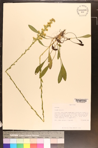 Solidago stricta image